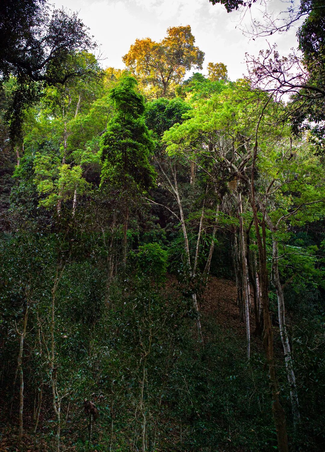 桃子寨茶山全景