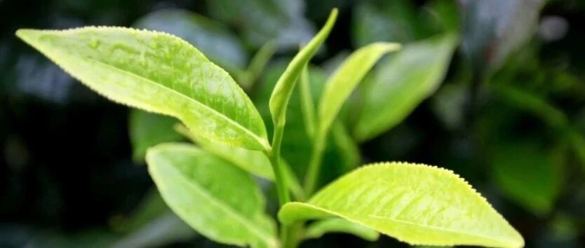桃子寨古茶园