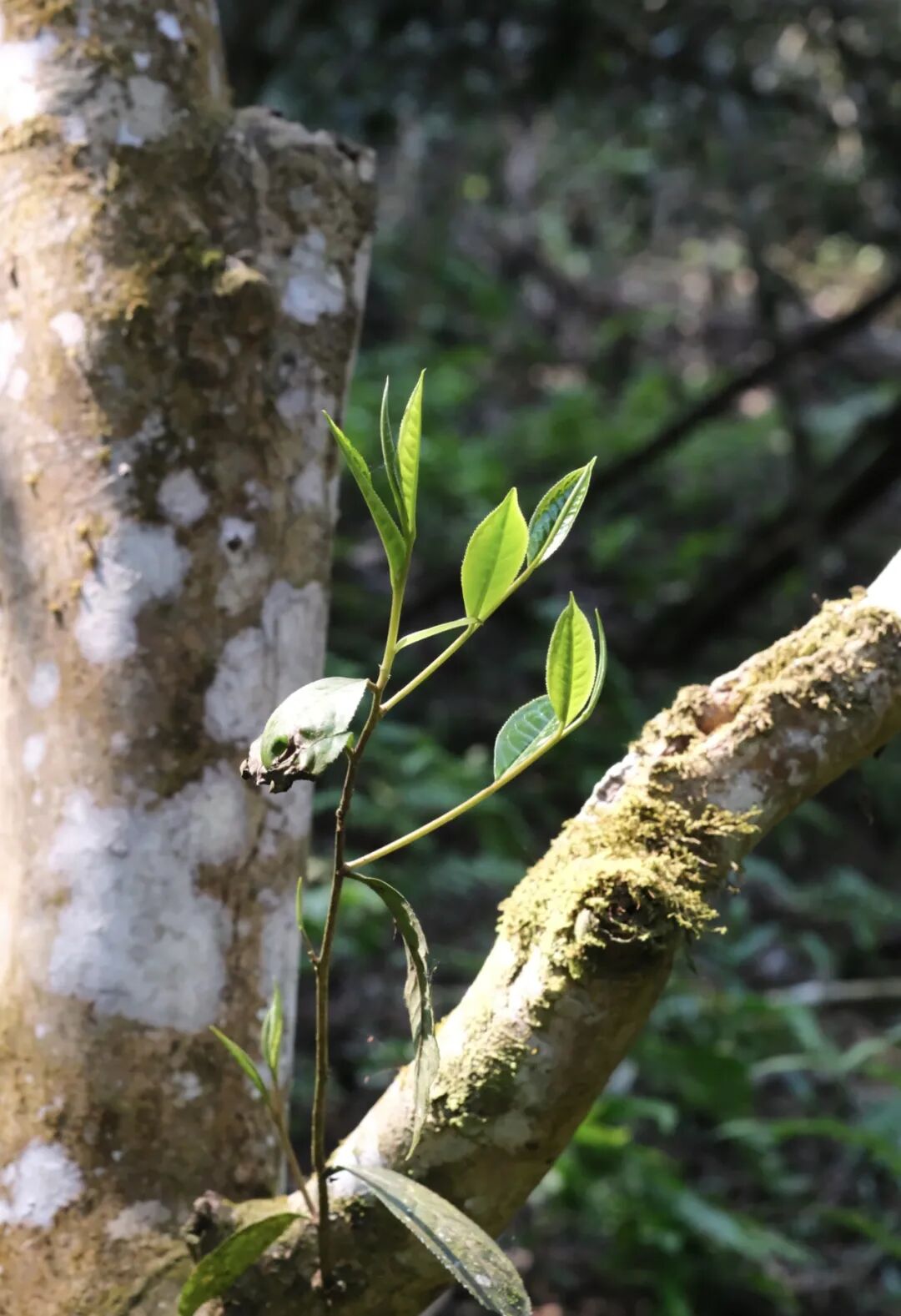 森林里古茶树的新发芽