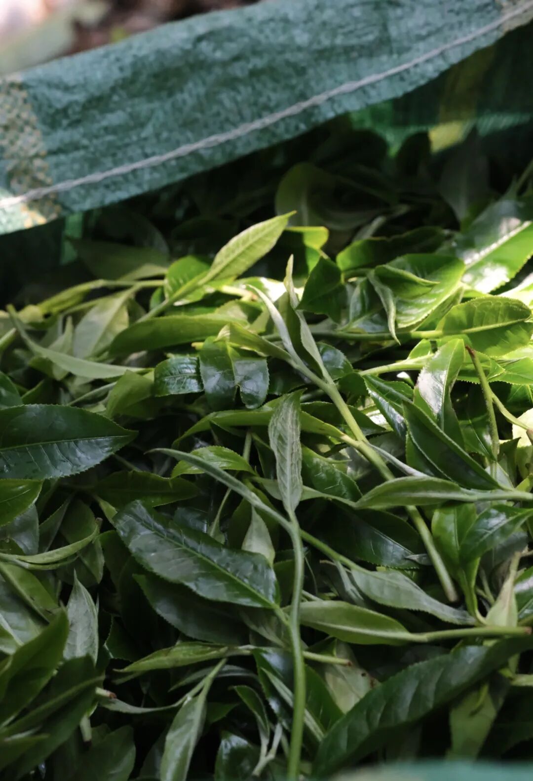 制茶日记